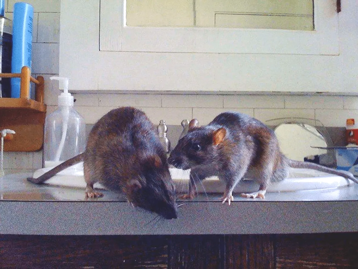 Přečtete si více ze článku Jak se zbavit invaze krys v domě pomocí jediného ingredience, který máte v kuchyni.