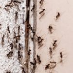 Žádné spreje ani insekticidy: nejlepší způsob, jak se zbavit mravenců ve vaší domácnosti pomocí jedné ingredience.