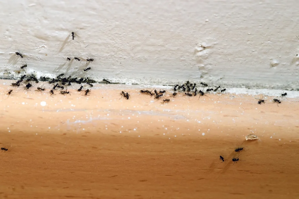 Žádné spreje ani insekticidy: nejlepší způsob, jak se zbavit mravenců ve vaší domácnosti pomocí jedné ingredience.